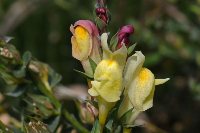 Yellow Toadfax is a member of the snapdragon family and its showy yellow flowers resemble a snapdragon flower. This species blooms July through September. Linaria vulgaris